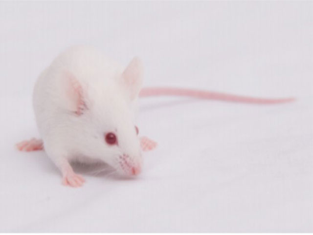 近交系大小鼠—BALB/c Mice