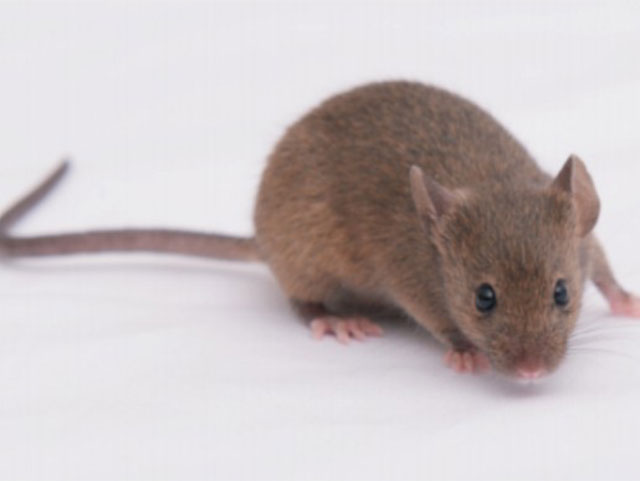 近交系大小鼠—CBA/J/OIa Mice