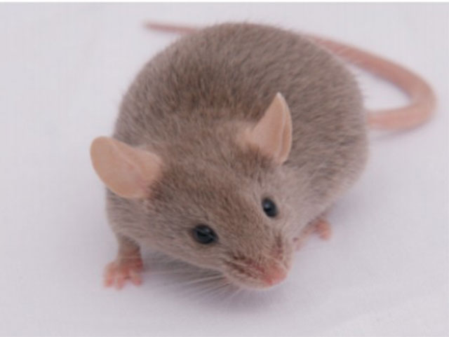 近交系大小鼠—DBA/2J Mice