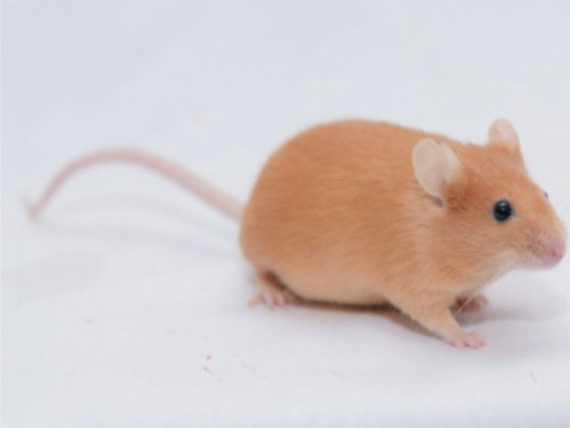 疾病动物模型鼠—KK/Upj-Ay/J Mice