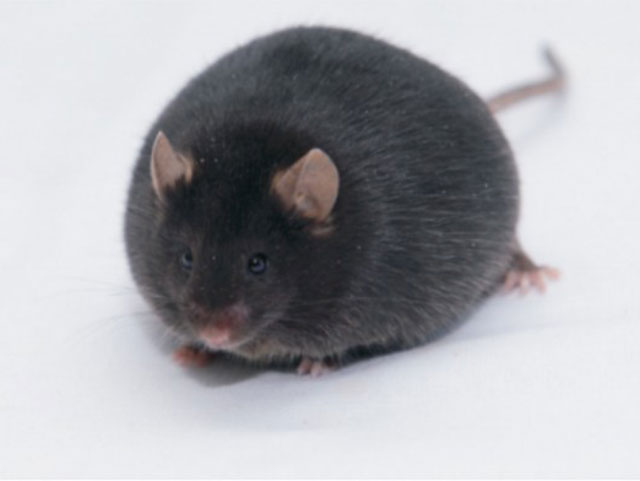 疾病动物模型鼠—ob/ob Mice