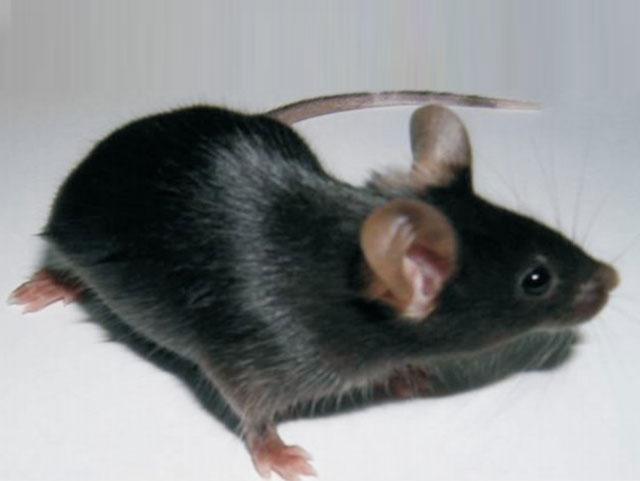 近交系大小鼠—C57BL/6J Mice
