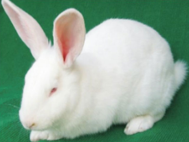 日本大白兔