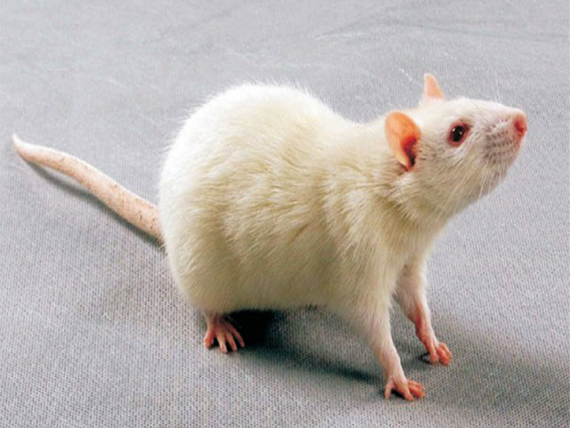 近交系大小鼠—F344 Rats