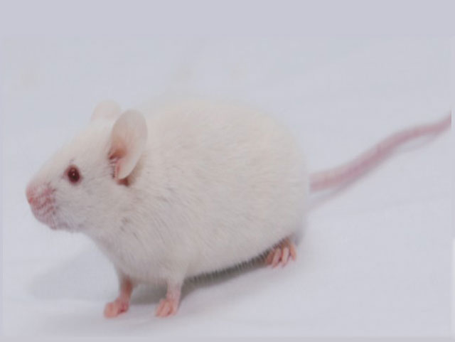免疫缺陷鼠—NOD SCID Mice