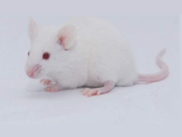 免疫缺陷鼠—SCID Mice