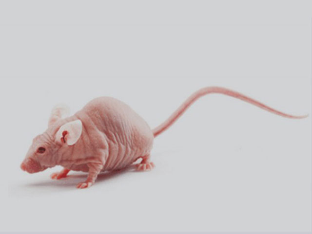 免疫缺陷鼠—CD-1®Nude Mice