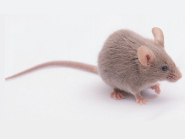 近交系大小鼠—DBA/1 Mice