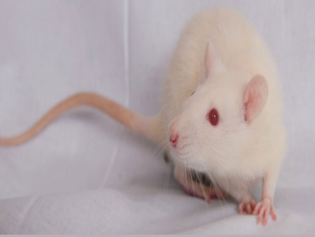 近交系大小鼠—大鼠Lewis Rats
